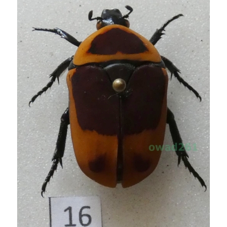 Pachnoda marginata peregrina Kolbe, 1906 ex. ovo Czad16